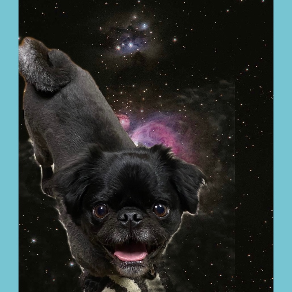 Follow me game❤️🐶 - Picture 4 of 4